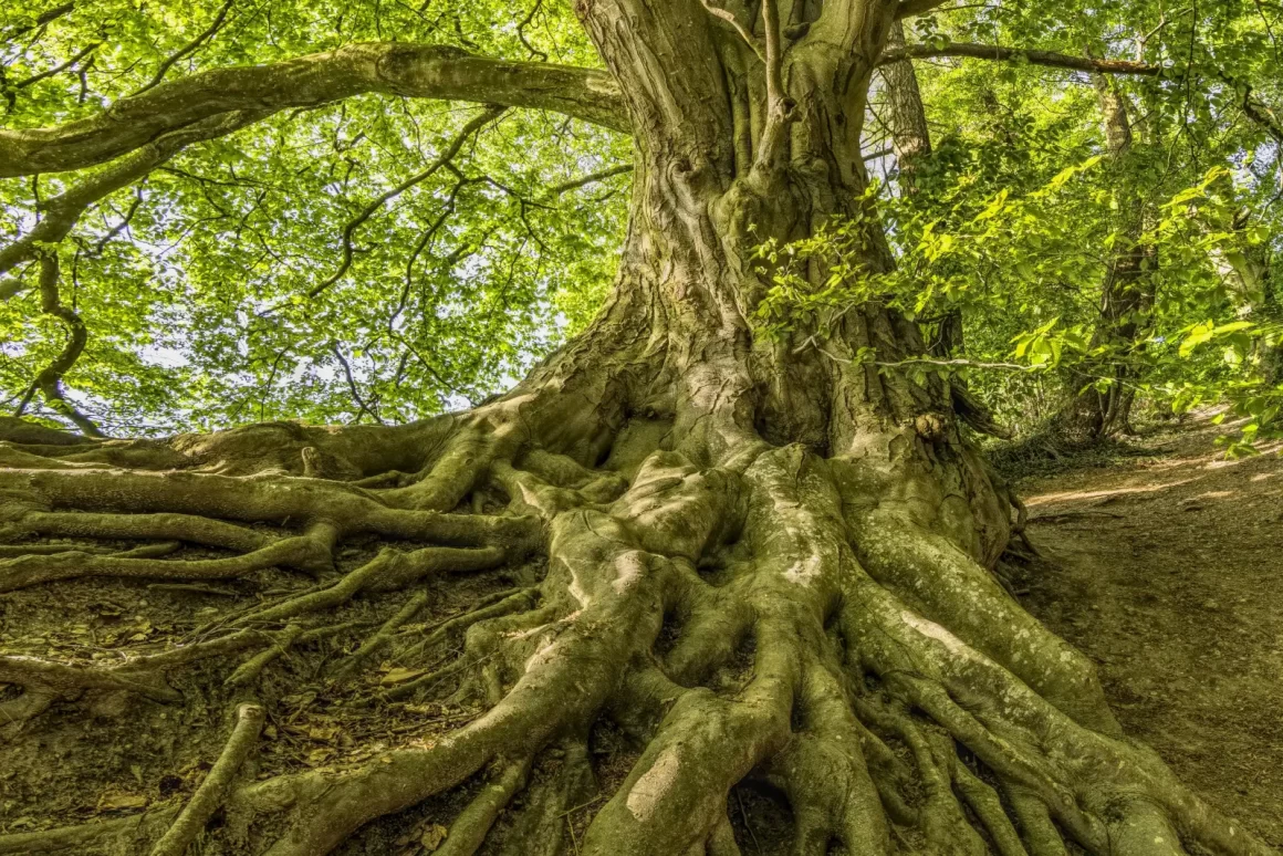 Grand arbre aux racines apparentes, symbolisant l’axe Fond du Ciel–Milieu du Ciel en astrologie.