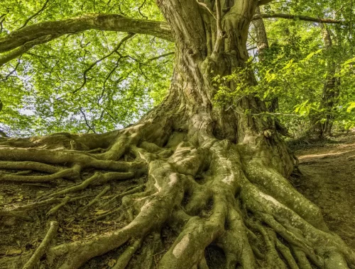 Grand arbre aux racines apparentes, symbolisant l’axe Fond du Ciel–Milieu du Ciel en astrologie.
