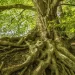 Grand arbre aux racines apparentes, symbolisant l’axe Fond du Ciel–Milieu du Ciel en astrologie.