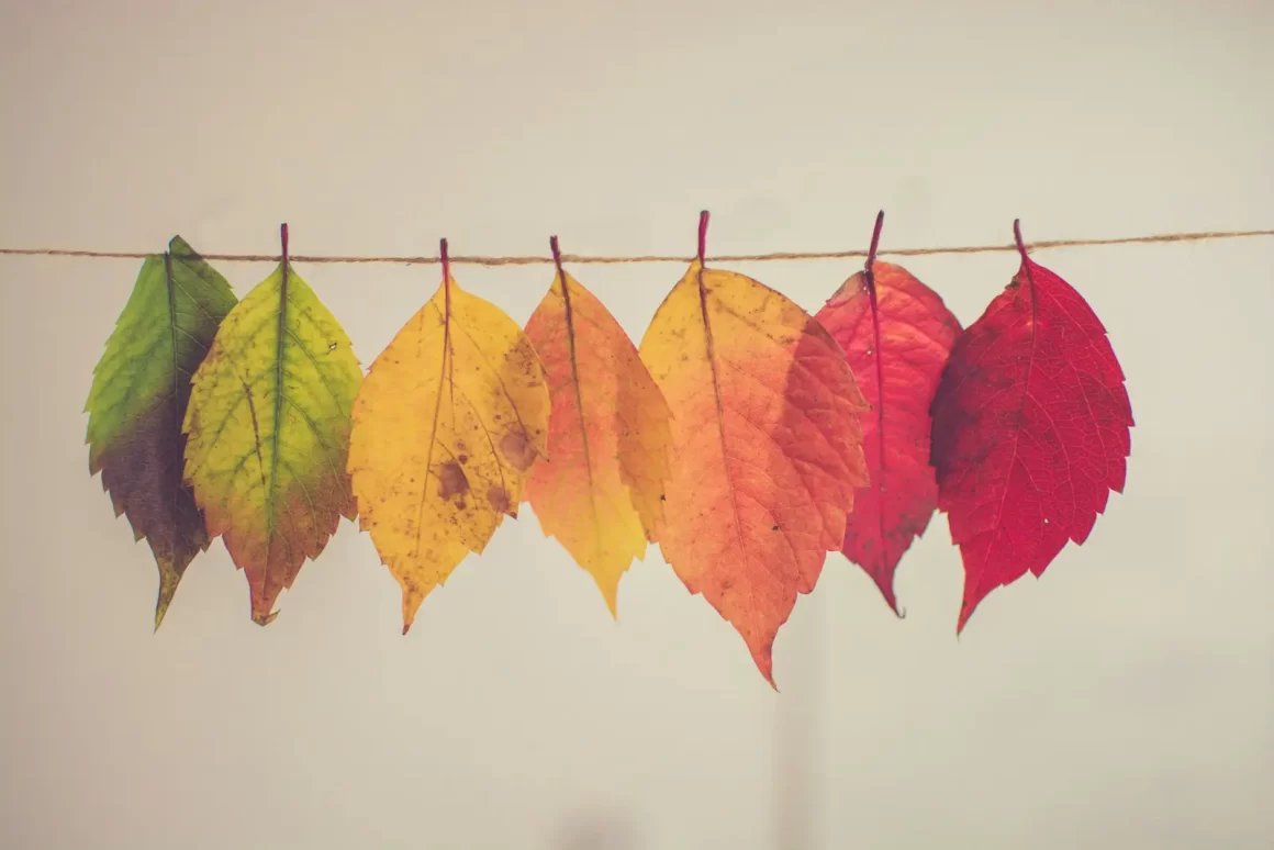 Feuilles passant du vert au rouge au fil des saisons, illustrant les cycles naturels présents dans l’astrologie.