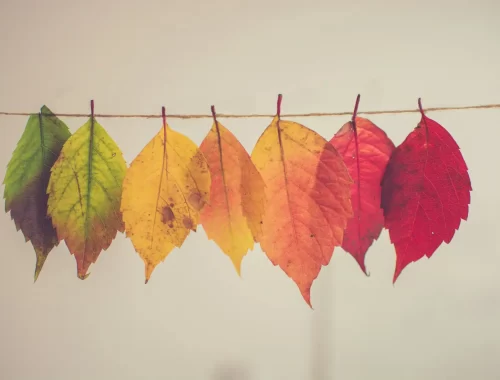 Feuilles passant du vert au rouge au fil des saisons, illustrant les cycles naturels présents dans l’astrologie.