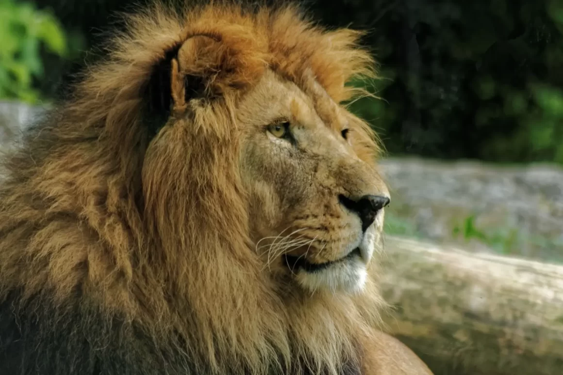 Lion assis vu de profil symbolisant le Lion astrologique.