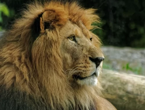 Lion assis vu de profil symbolisant le Lion astrologique.