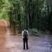 Randonneur arrêté à une bifurcation en forêt, symbolisant le choix et le libre arbitre en astrologie.